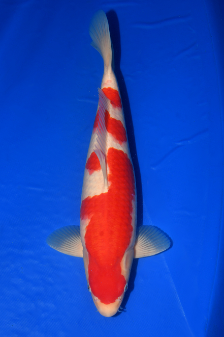 特選錦鯉-K0397 紅白（広島県産） - 錦鯉販売・川崎錦鯉店