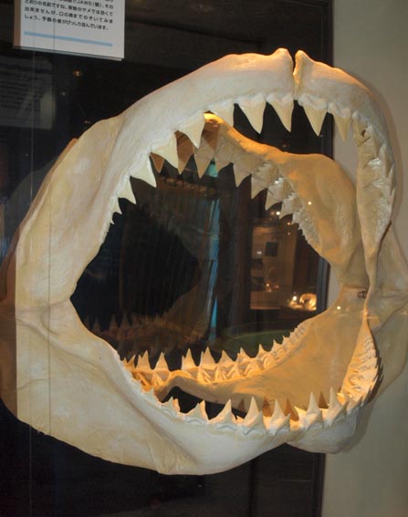 ホホジロザメ（Carcharodon carcharias）の歯 45.3mm 海洋総合辞典