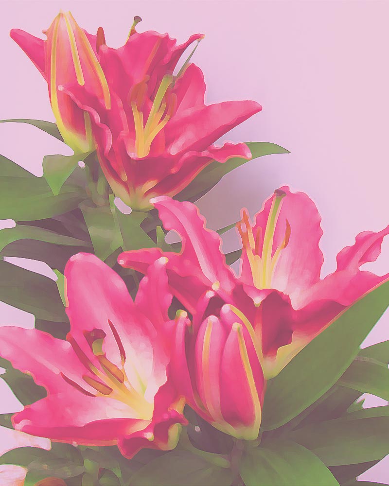 作品名 「花三輪」 岩絵の具 日本画】東山魁夷の流派