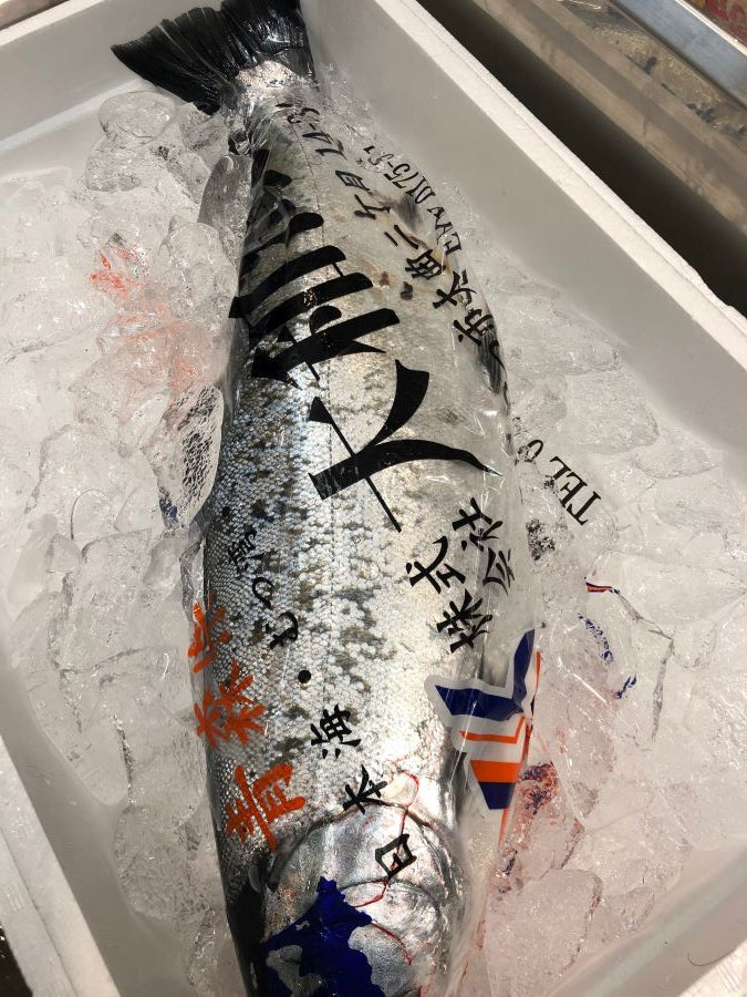 鮮魚通販［豊洲 Okawari 鮮魚店］サクラマス 桜鱒 本マス 1尾2-2.5kg