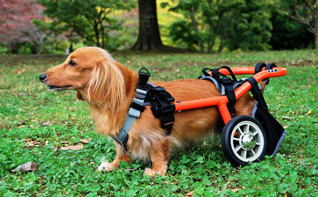 犬用車椅子 OX Sサイズ モビリティ・その他（犬用車いす・自転車・他
