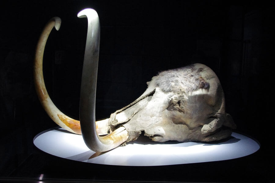 ガラス越しに目を輝かす子どもら、地球博のマンモスが大阪に | Lmaga.jp