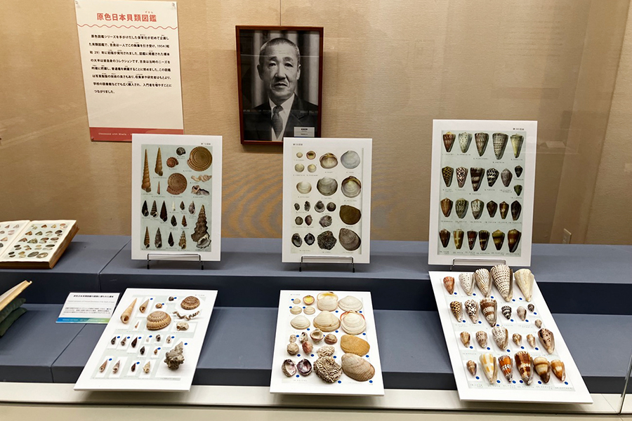 500円でこんなに楽しめる！大阪でユニークな「貝マニア」展示