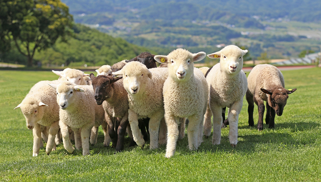 マザー牧場とは│マザー牧場について│マザー牧場