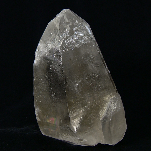 ロシアンレムリアン 初期 シリアルナンバー シールあり 300番台 希少