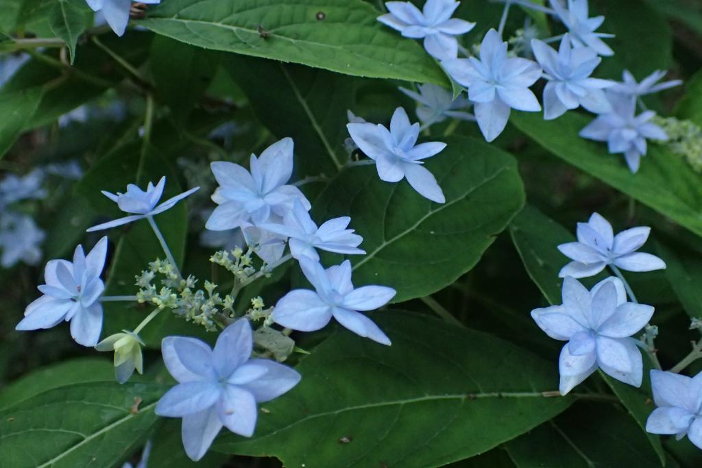 あじさい散歩｜ 高知県立牧野植物園 THE KOCHI PREFECTURAL MAKINO