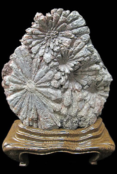 安い 菊化石 菊化石 ff463)齒菊石- 石青Fossil Studio | Kaohsiung