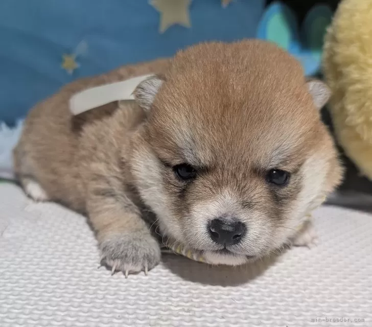 豆柴【岡山県・男の子・2026年1月5日・赤】早期ご予約特典ありお楽しに