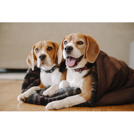 P.L.A.Y.（プレイ） スナッグルベッド 【送料無料】｜みんなのペット