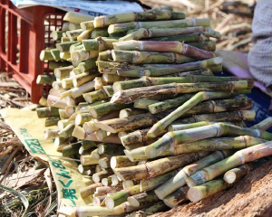 奄美 黒潮 黒糖 朝日酒造の正規販売店