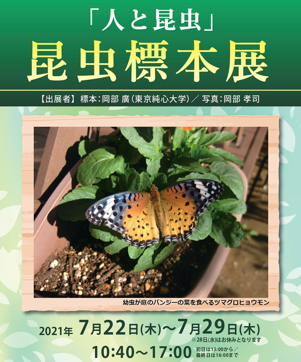 昆虫標本箱 中型ドイツ箱 2個セットA 中型ドイツ箱セット □B2