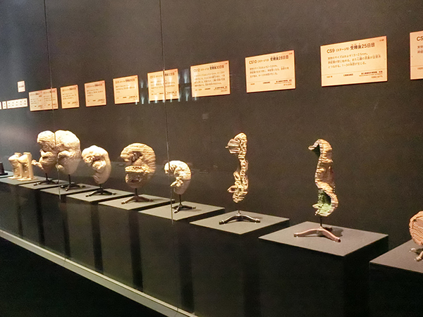 国立科学博物館 特別展「人体 －神秘への挑戦－」 | レポート