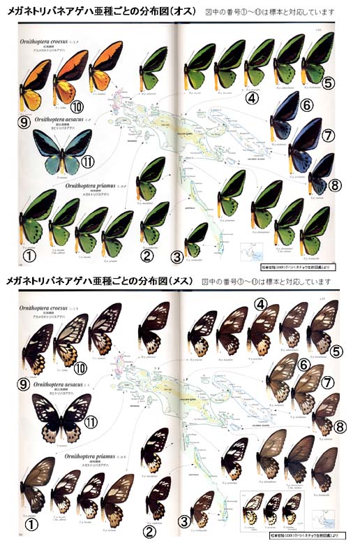 蝶標本 アカメガネトリバネアゲハ 産地別コレクション 研究用 大型