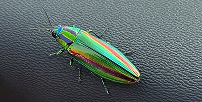 ヤマトタマムシ｜BLOG