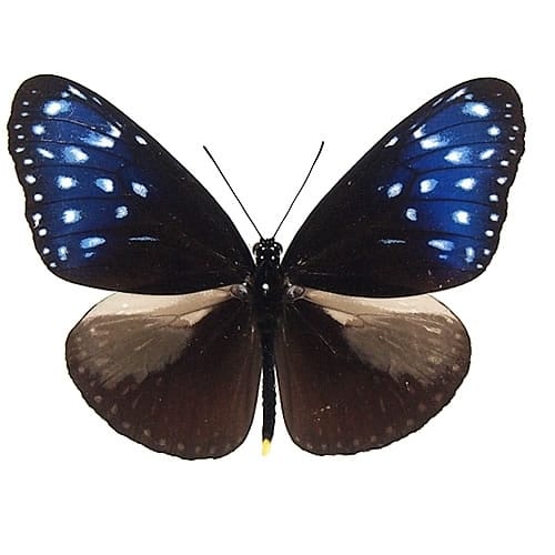 ☆Keti☆シナカラスアゲハ♂♀ 標本☆雲南省中国産78mm・104mm ☆Keti