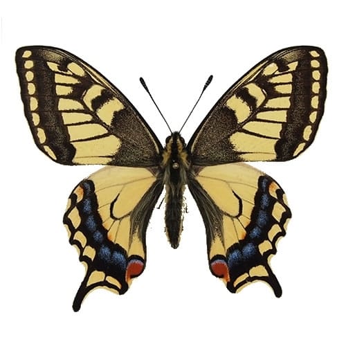 キアゲハ , アゲハ蝶科標本 , 蝶の標本 販売・通販のNatureShop