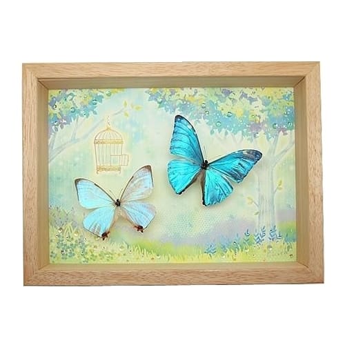 【美品】蝶の標本 青 紫 白 5匹セット 蝶の標本 青 紫 白 5匹セット <0315z標本> 楽天市場】モルフォ 蝶 標本