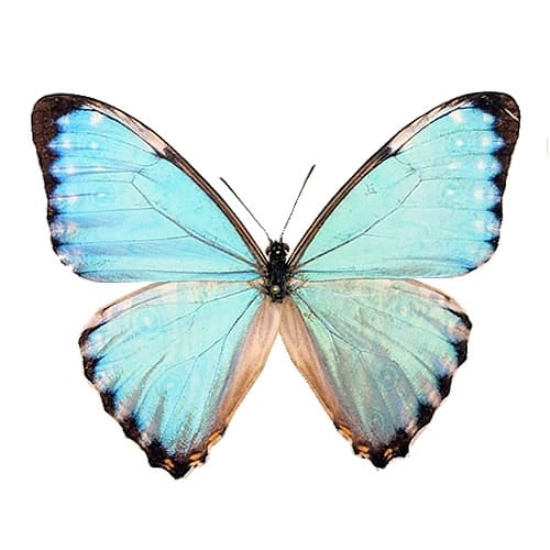 マレーシア蝶標本 蝶 標本 希少 蝶 昆虫 標本 希少 モルフォ