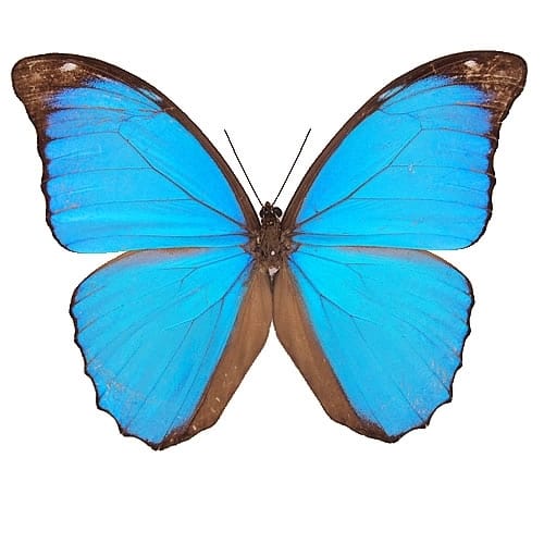モルフォ蝶特集 , 蝶の標本 販売・通販のNatureShop|モルフォや