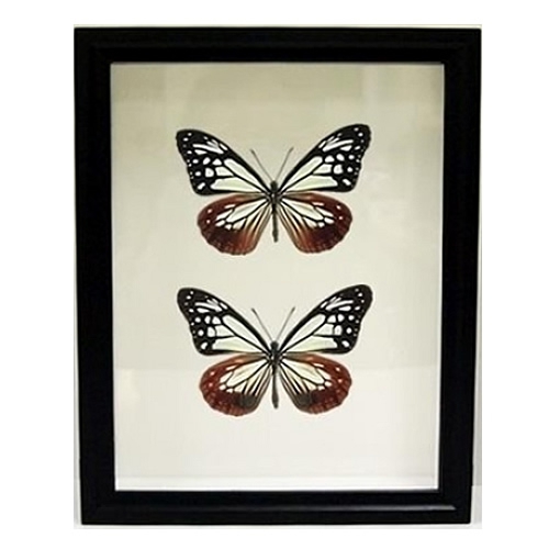 モンシロチョウ／ペアセット , セット標本 , 蝶の標本 販売・通販の