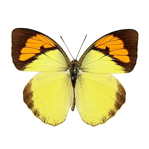 メスシロキチョウ(メスジロキチョウ) , 蝶の標本 販売・通販の