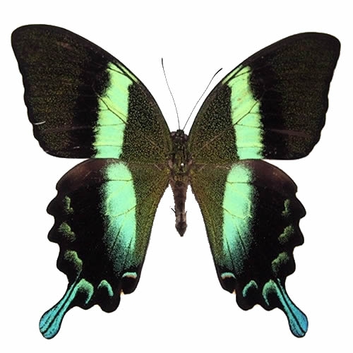 メガネトリバネアゲハ , 蝶の標本 販売・通販のNatureShop|モルフォや