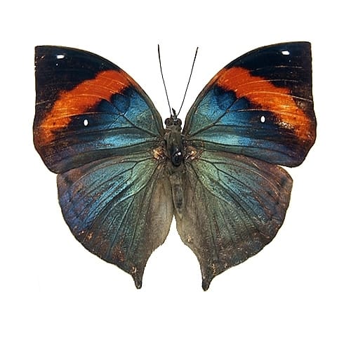 北海道のタテハチョウ 標本 【公式通販】