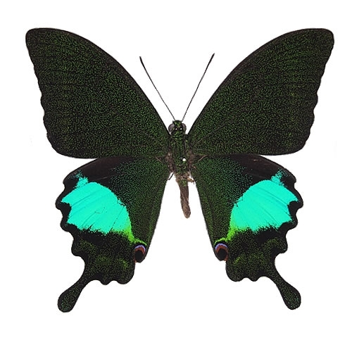 ルリモンアゲハ , 蝶の標本 販売・通販のNatureShop|モルフォや