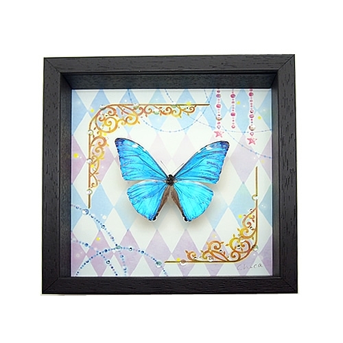 カキカモルフォ♂標本☆ブルー美麗 123mm ☆ペルー産 カキカモルフォ