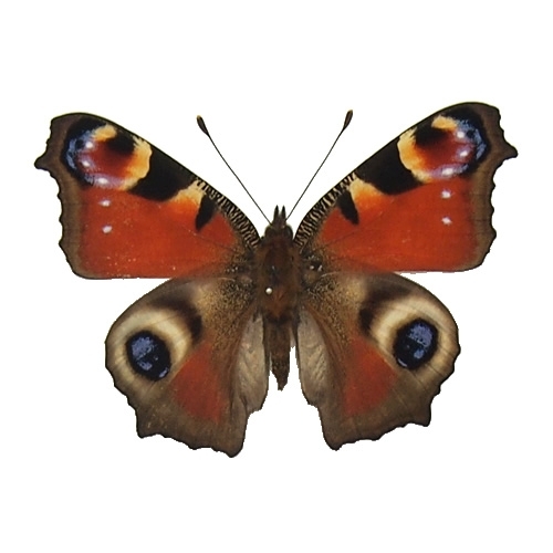 クジャクチョウ(孔雀蝶) , 蝶の標本 販売・通販のNatureShop|モルフォ