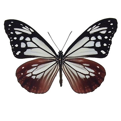 蝶標本11匹セット 蝶 標本セット