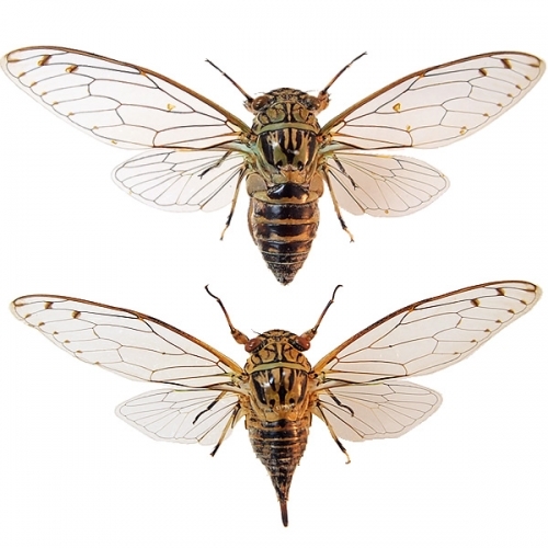 イワサキゼミ／雄雌ペア 飛翔 , タグ「昆虫」 , 蝶の標本 販売・通販の