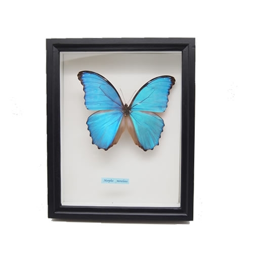 ディディウスモルフォ , 蝶の標本 販売・通販のNatureShop|モルフォや