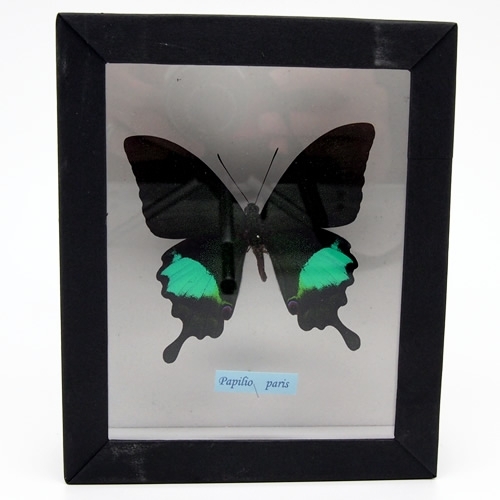 タミラナルリモンアゲハ（オス、インド・ニルギリ産） タミラナル