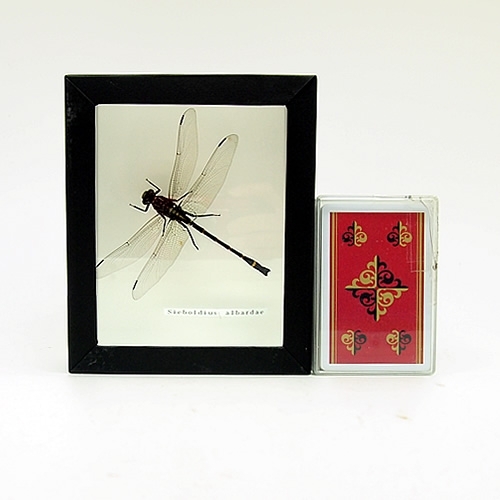 コオニヤンマ , 昆虫標本 , 蝶の標本 販売・通販のNatureShop|モルフォ