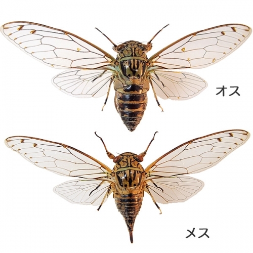 イワサキゼミ／雄雌ペア 飛翔 , タグ「昆虫」 , 蝶の標本 販売・通販の