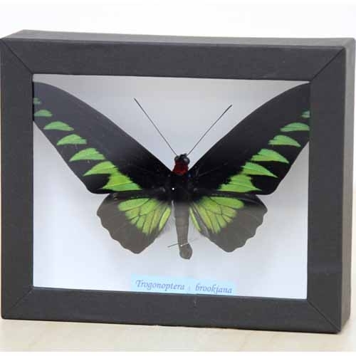 アカエリトリバネアゲハ , 蝶の標本 販売・通販のNatureShop|モルフォ