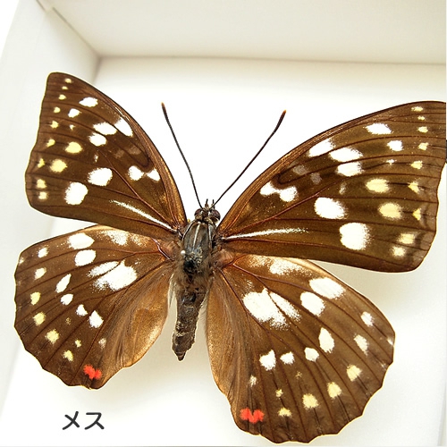 オオムラサキ／ペアセット , セット標本 , 蝶の標本 販売・通販の