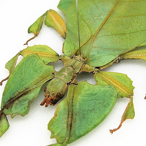 コノハムシ , 蝶の標本 販売・通販のNatureShop|モルフォやキプリス