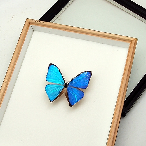 エガーモルフォ(エガモルフォ) , タテハ蝶科標本 , 蝶の標本 販売