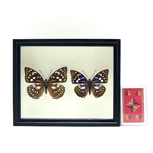 蝶の標本セット 沖縄産 1 蝶の標本セット 沖縄産 1 蝶標本 - 海福雑貨