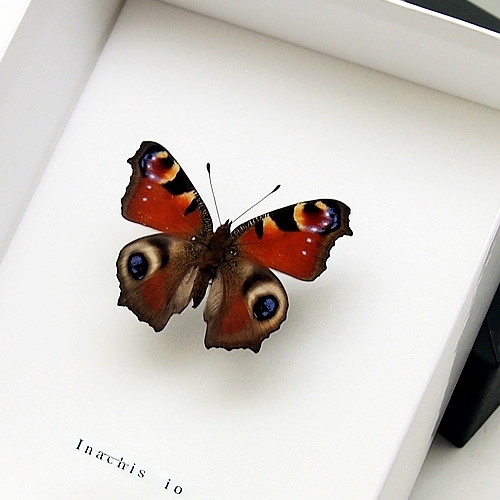 クジャクチョウ(孔雀蝶) , 蝶の標本 販売・通販のNatureShop|モルフォ