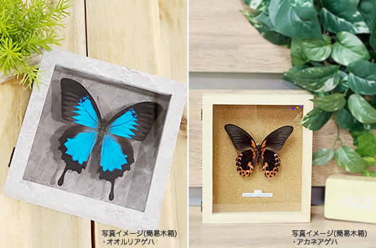 ミヤマカラスアゲハ／オス , 蝶の標本 販売・通販のNatureShop