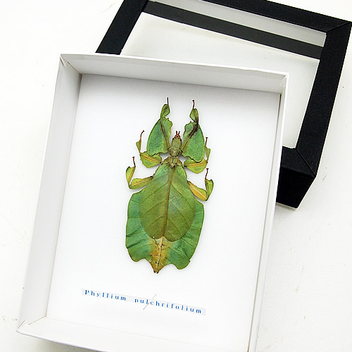 コノハムシ , 蝶の標本 販売・通販のNatureShop|モルフォやキプリス