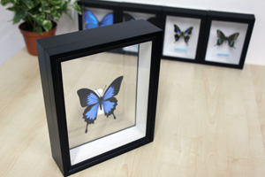 ベニモンオオキチョウ , 蝶の標本 販売・通販のNatureShop|モルフォや