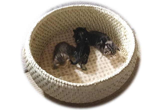 猫ちぐら 猫つぐら 大きめサイズ 奥会津（三島町）の手作り品 猫