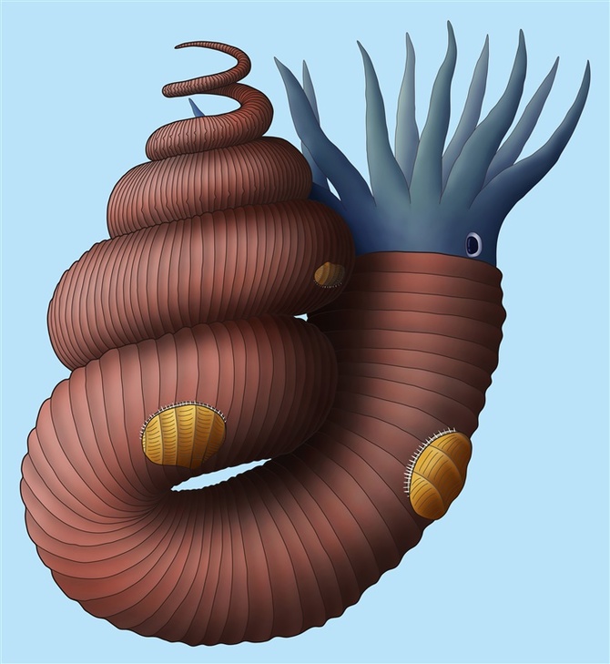 新種のアンモナイトの復元図。殻には二枚貝が付着している（いのちの