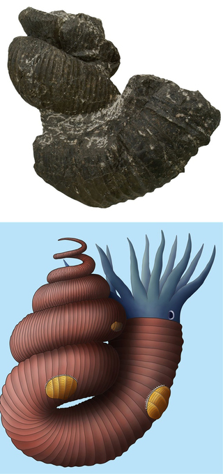 新種のアンモナイトの復元図。殻には二枚貝が付着している（いのちの