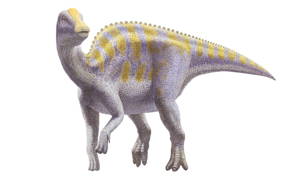 7200万年前の恐竜の歯 化石2点を発見 天草市の御所浦白亜紀資料館