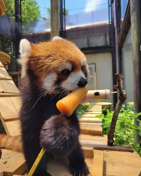 リンゴジュースのアイスキャンディをなめるレッサーパンダ